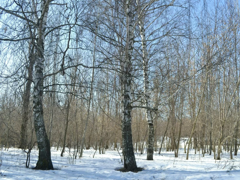 Prognoza na ferie zimowe. Mróz odpuści tylko na chwilę. Nowa prognoza