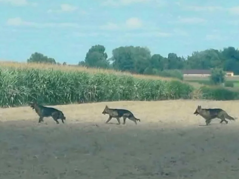 Mieszkańcy mazowieckich gmin walczą z watahą psów. Zwierząt nie ma kto odłowić