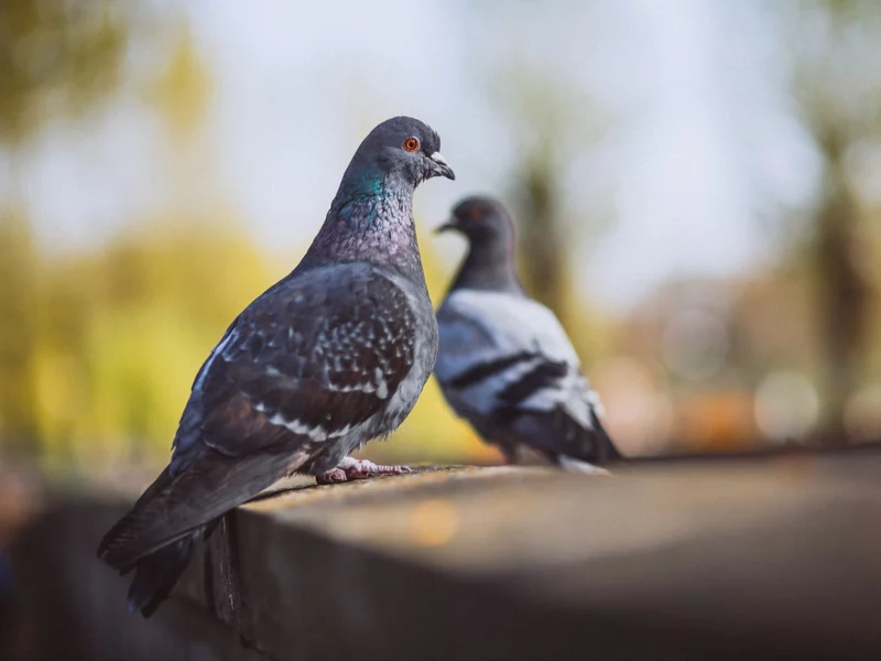 Dodaj kilka kropli do atomizera i spryskaj balkon. Gołębie nie wrócą