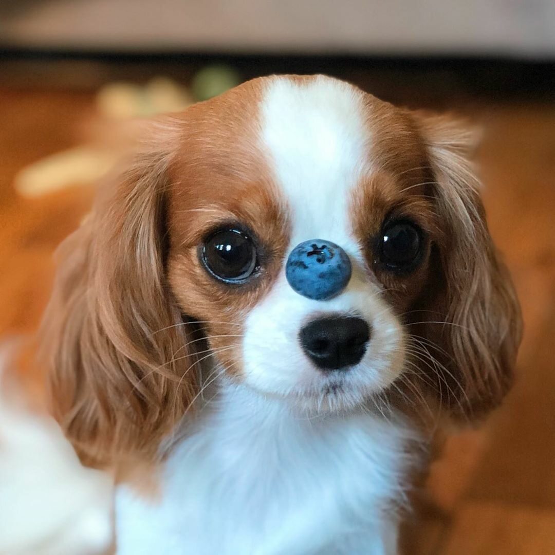 2letnia Nessa. Maleńki cavalier king charles spaniel podbija sieć