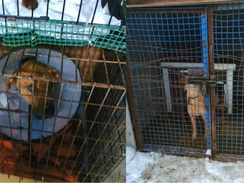 200 psów w środku wsi. Aktywiści prowadzą „nielegalne schronisko”? Jest zawiadomienie