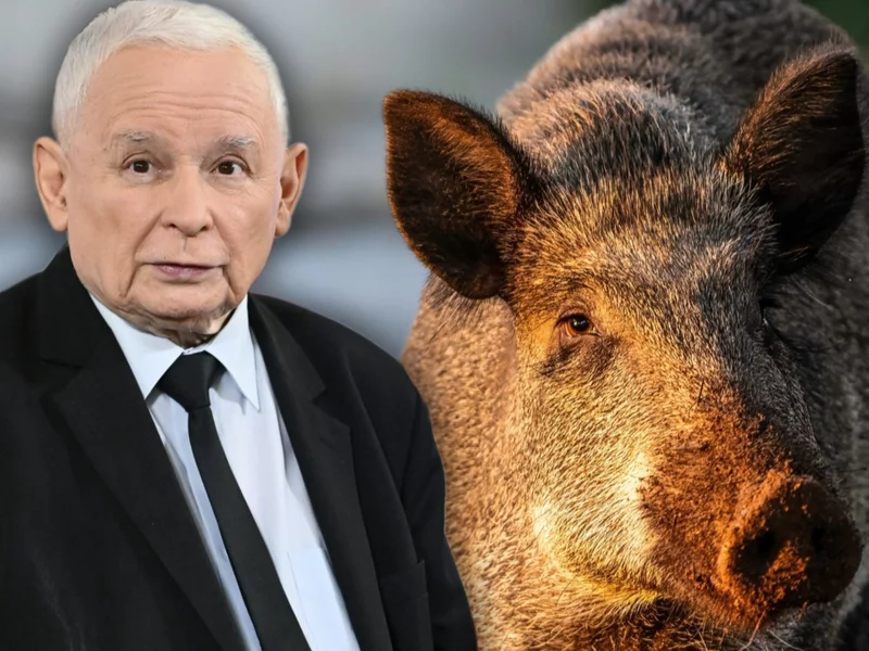 Kaczyński udawał dzika w Sejmie. Leśnik ocenił odgłosy prezesa PiS