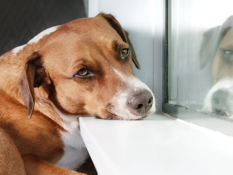 Wyrzucona do kontenera niczym śmieci. „Suczkę potraktowano jak zepsuty toster”