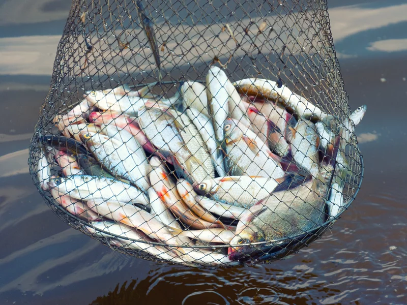 Te ryby się kurczą. Naukowcy zauważyli intrygującą zależność