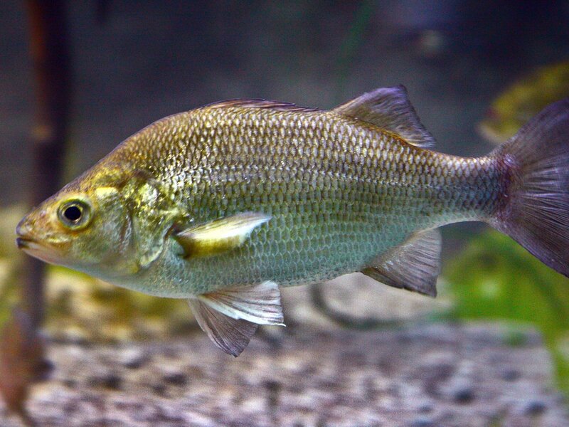 Ustanowił nowy wędkarski rekord. Pobił poprzedni o zaledwie 85g