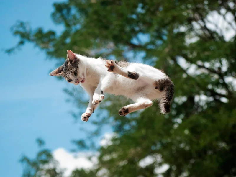 Sekret kotów wyszedł na jaw. Naukowcy rozgryźli pewien „trik”