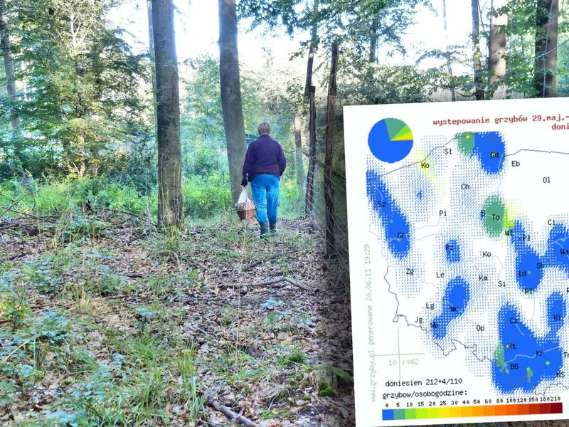Mapa grzybów pokazuje wyraźną zmianę. W tych regionach warto ruszyć do lasu. „Mokro i grzybowo”