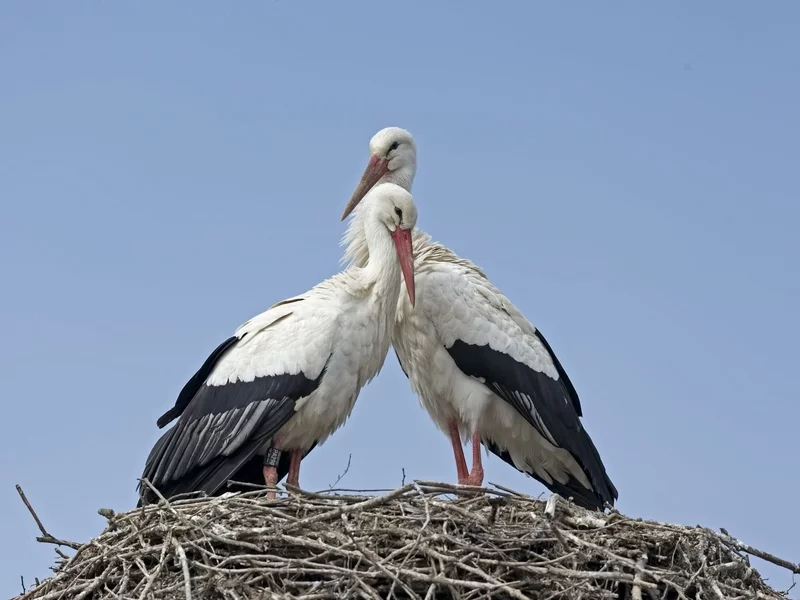 Czekał na nią blisko miesiąc. Bocian Krutek może odetchnąć z ulgą