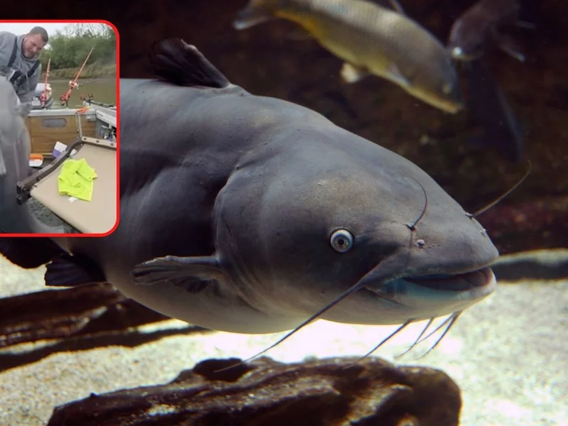 Kolega zdradził mu miejscówkę na ryby, złowił rekordowy okaz. Był tak wielki, iż miał kłopoty z wagą