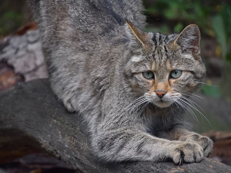 Leśne drapieżniki ruszyły na pola. Eksperci tłumaczą dlaczego