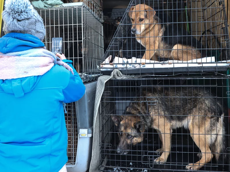 Starosta alarmuje, iż jest „o wiele gorzej” niż w Sobolewie. „Nie mamy nic do ukrycia”