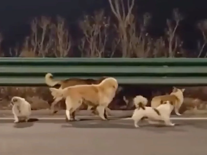 Historia tych psów podbiła serca całego świata. Prawda jest zaskakująca