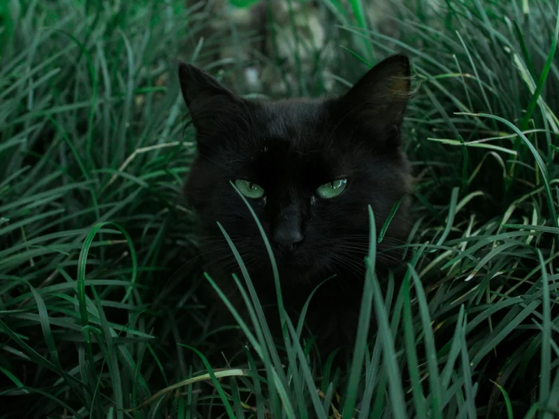 Te rośliny są trujące dla kotów. Lekarka weterynarii alarmuje. „Niewydolność nerek”
