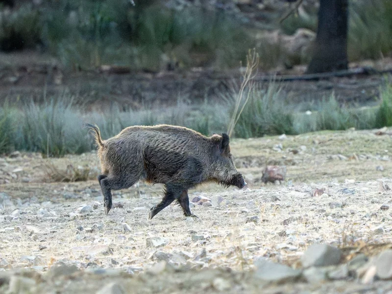 Pod Piotrkowem Znaleziono zwierzęcą tuszę. „Nie wykluczamy sabotażu”