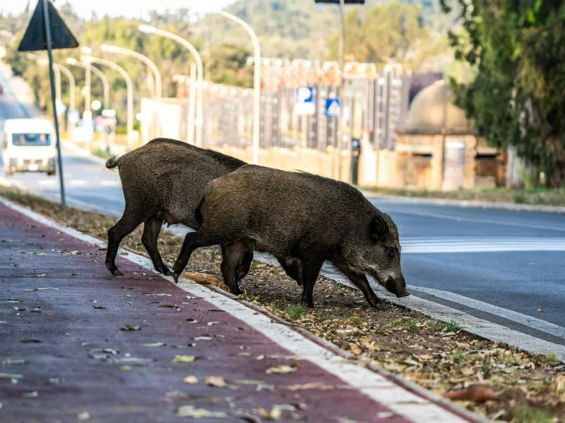 400 dzików do odstrzału pod Warszawą. Mieszkańcy i eksperci kontra starosta: „To są nasi sąsiedzi”