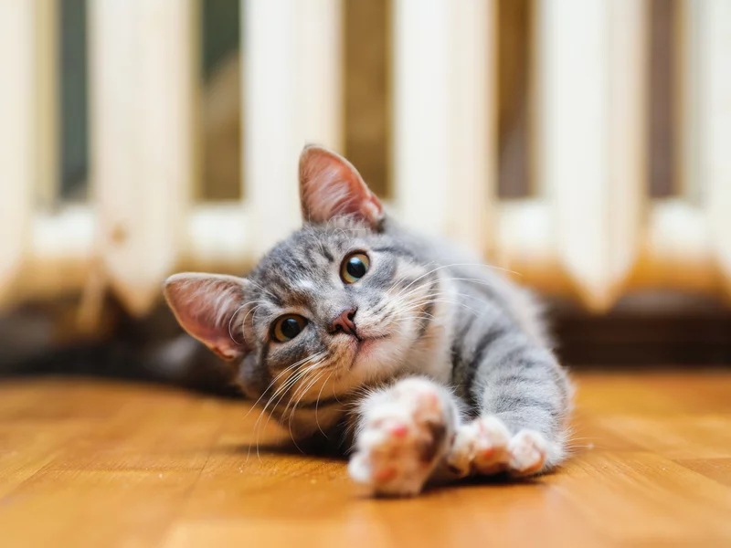 Kot przeciąga się na twój widok? Oto, co chce ci w ten sposób powiedzieć