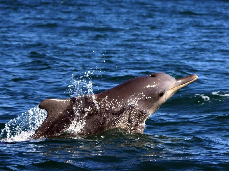 Delfiny skażone przez elektronikę. „To sygnał ostrzegawczy”