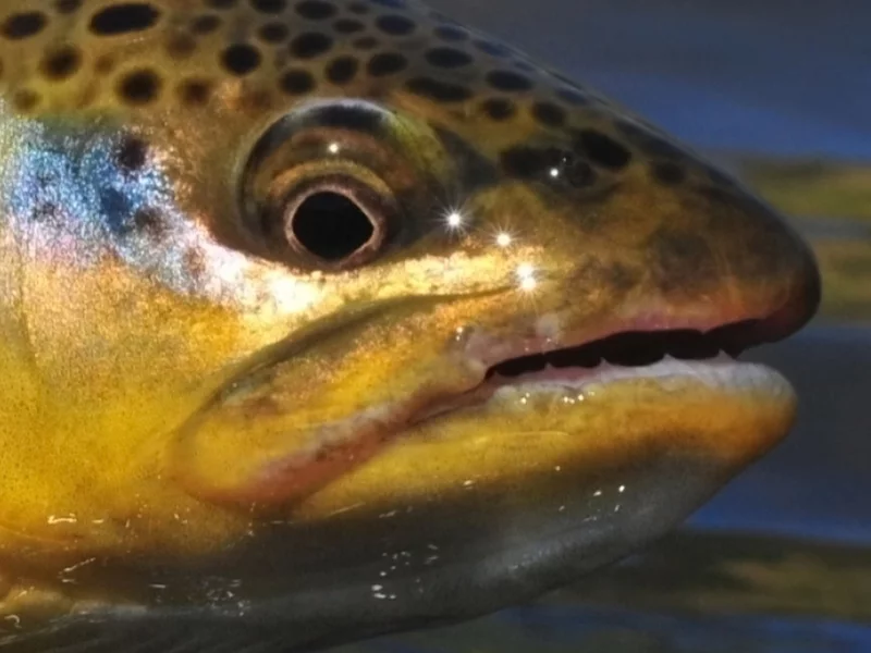 Wędkarz łowił spokojnie pstrągi. Nagle poczuł „potężny strzał”
