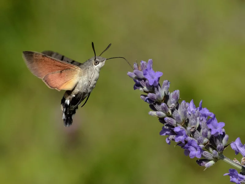 Nie jest ptakiem, ale wygląda jak koliber. Fruczak gołąbek niebawem wróci do Polski