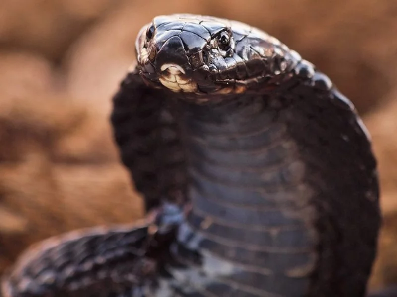Dzikie węże zabijają Nigeryjczyków. Szamani są bezradni, a w szpitalach brakuje surowicy