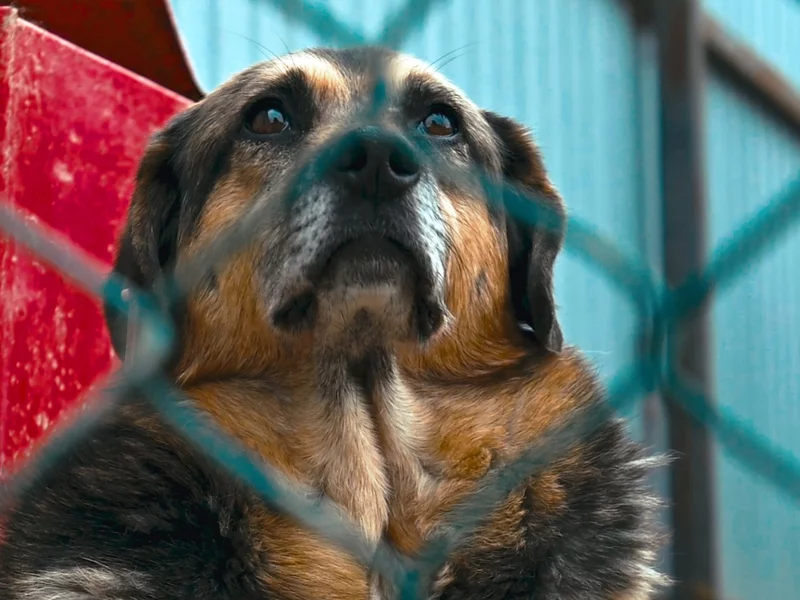 Wstrząsające relacje ujawniły piekło zwierząt. Szykuje się wielki protest!