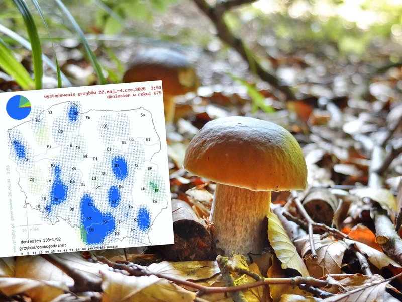 Gdzie na grzyby w długi weekend? Mapa pokazuje najlepsze miejsca
