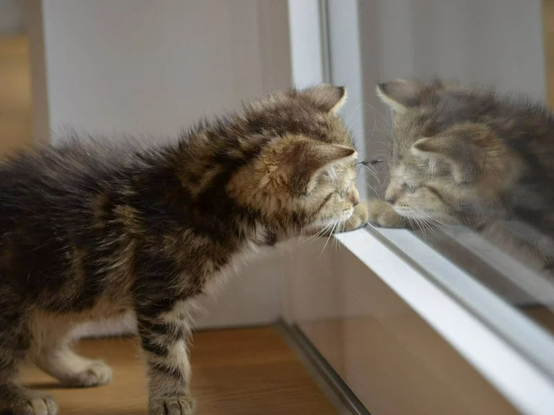 Czy koty nienawidzą zamkniętych drzwi? Lekarka weterynarii wyjaśnia. „Tylko wtedy”