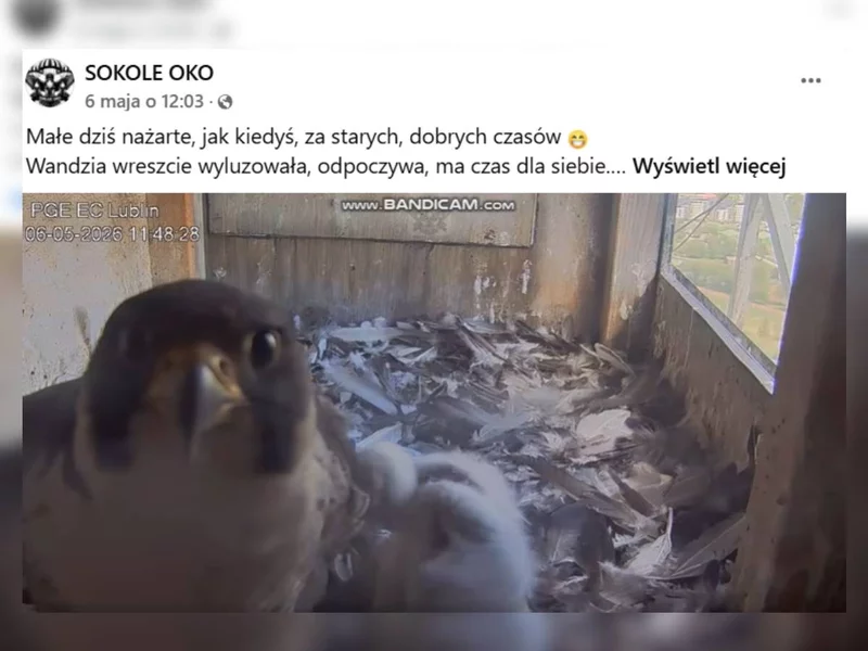 Nagranie z udziałem sokoła z Lublina hitem internetu. “Wandzia wreszcie wyluzowała”