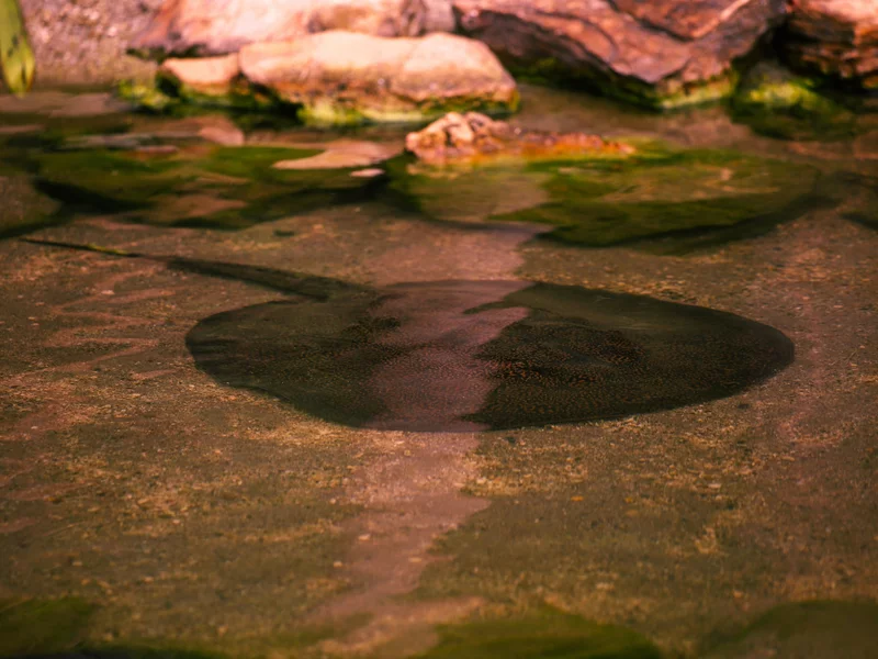 Rybacy pobili niesamowity rekord. Tyle ważyła gigantyczna płaszczka