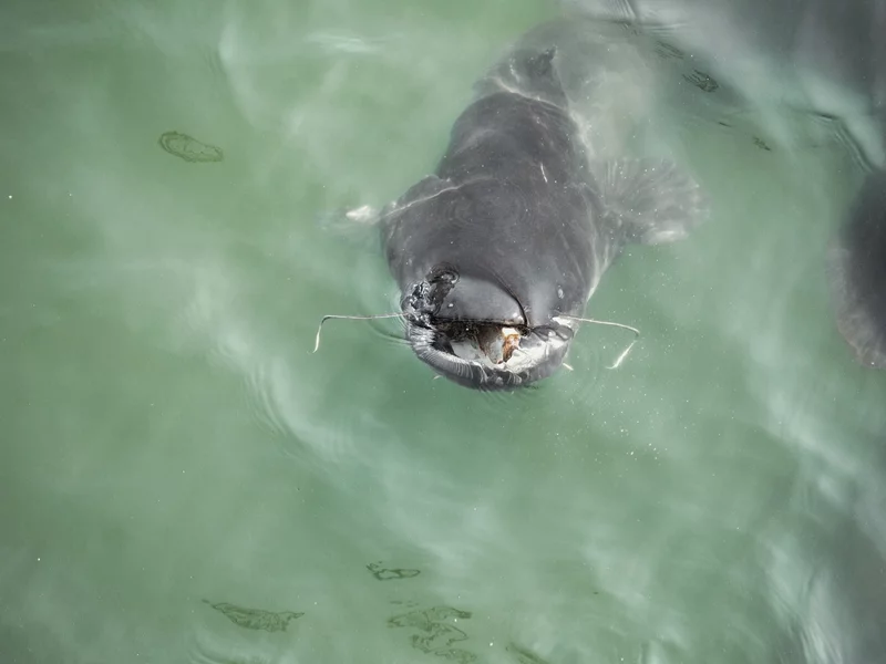 Wędkarz zrelacjonował połów gigantycznego suma. „I tak w to nie uwierzycie”